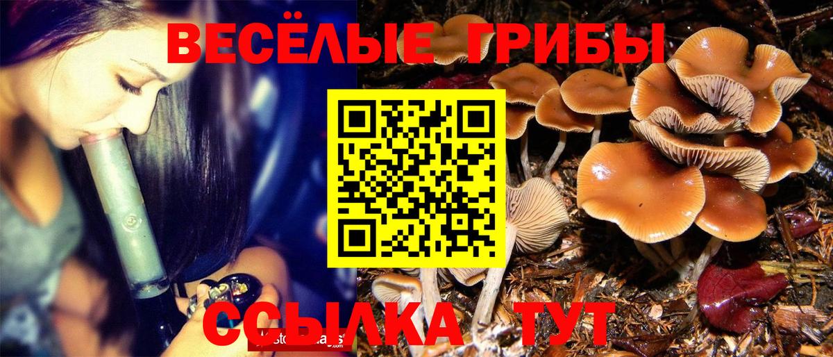 Псилоцибиновые грибы Psilocybine cubensis Красноармейск